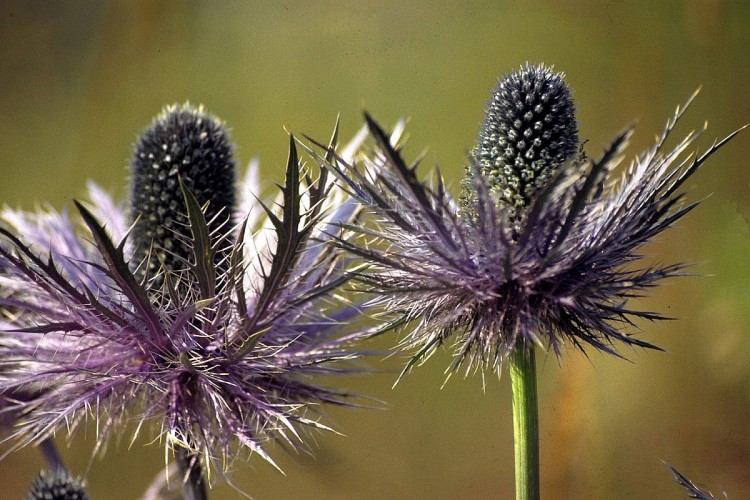 Fonds d'cran Nature Fleurs Flore alpine