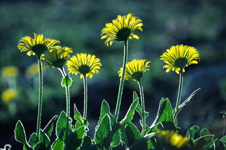 Wallpapers Nature Flowers Flore alpine