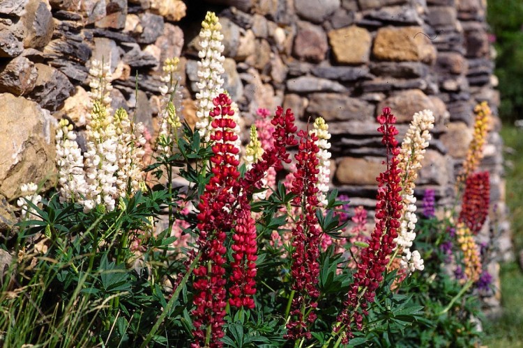 Wallpapers Nature Flowers Flore alpine