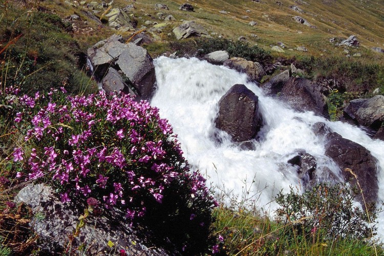 Wallpapers Nature Flowers Flore alpine