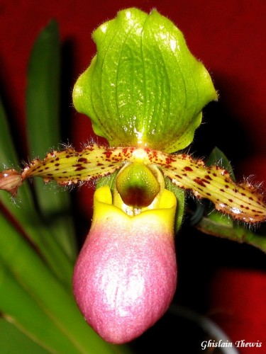 Fonds d'cran Nature Fleurs paphiopdilum