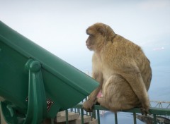 Wallpapers Animals Singe en libert  Gibraltar