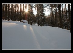 Fonds d'cran Nature Dans la fort Vosgienne