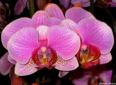 Fonds d'cran Nature phalaenopsis