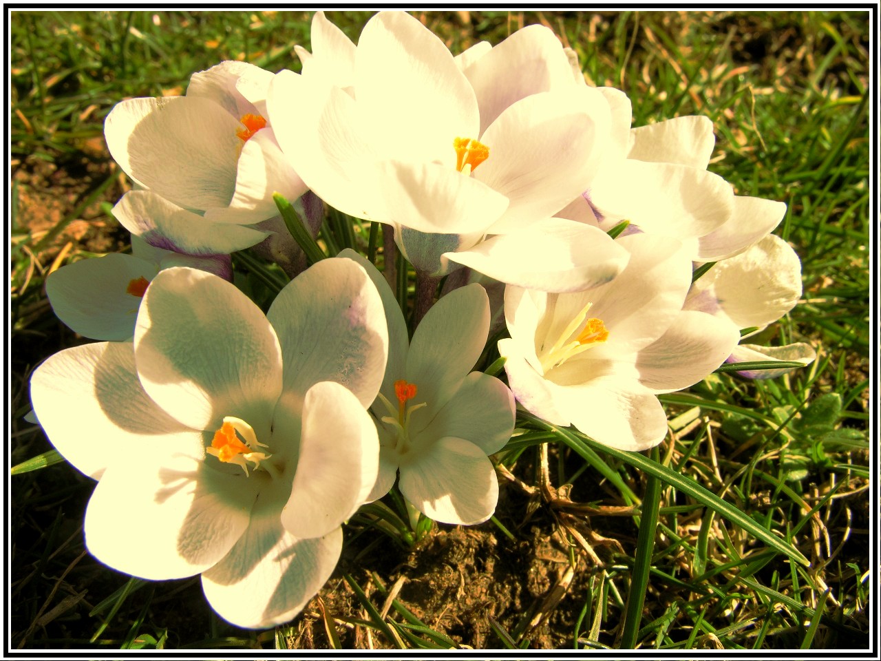 Fonds d'cran Nature Fleurs Crocus