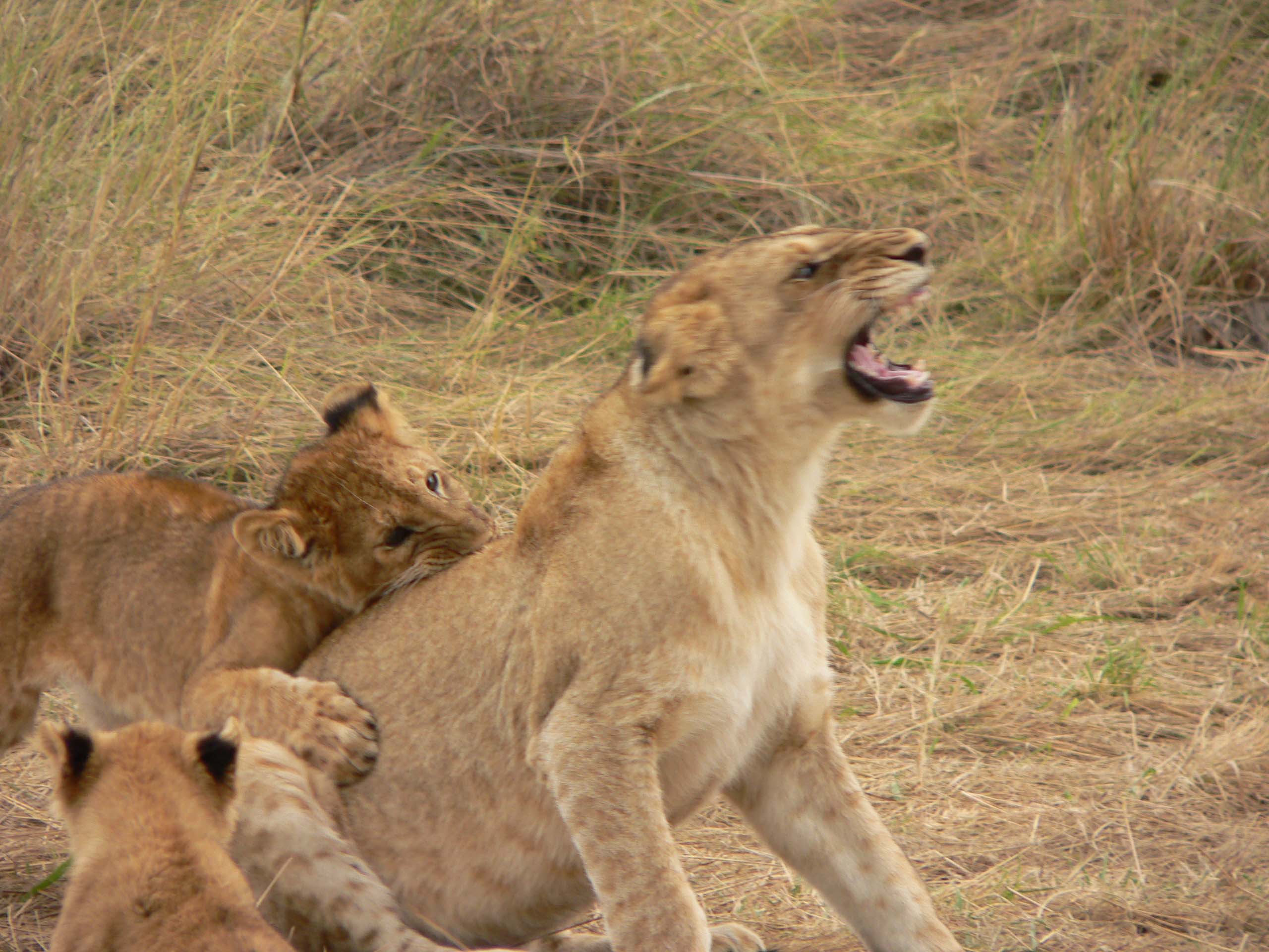 Fonds d'cran Animaux Flins - Lions bagare entre frere