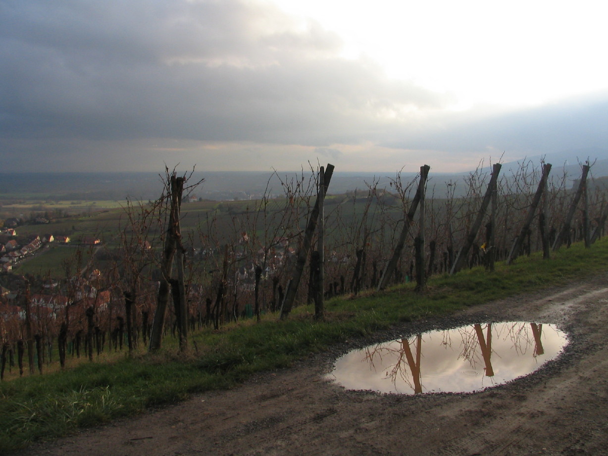 Fonds d'cran Nature Eau - Reflets VIGNOBLE DE BARR