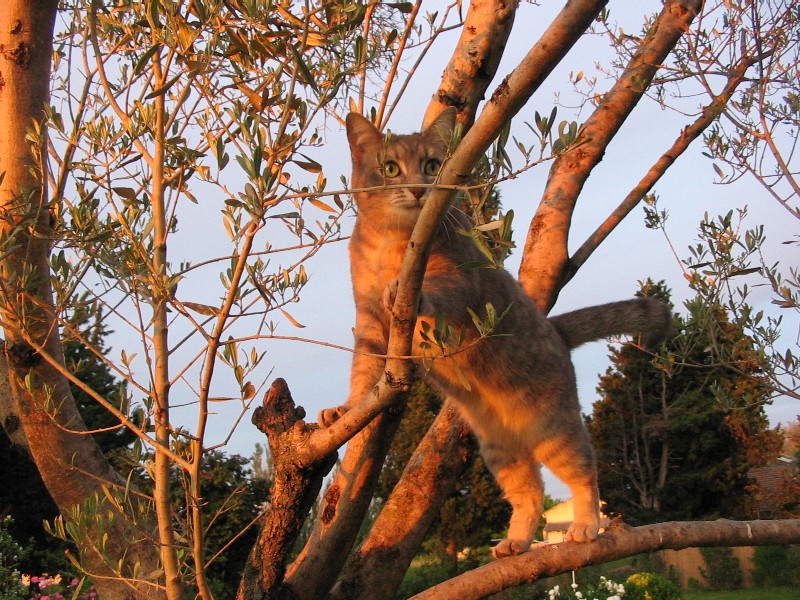 Fonds d'cran Animaux Chats - Chatons Ma minette acrobate