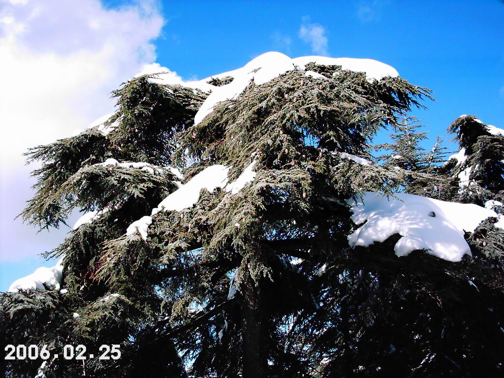 Fonds d'cran Nature Arbres - Forts Chreaa (algerie)