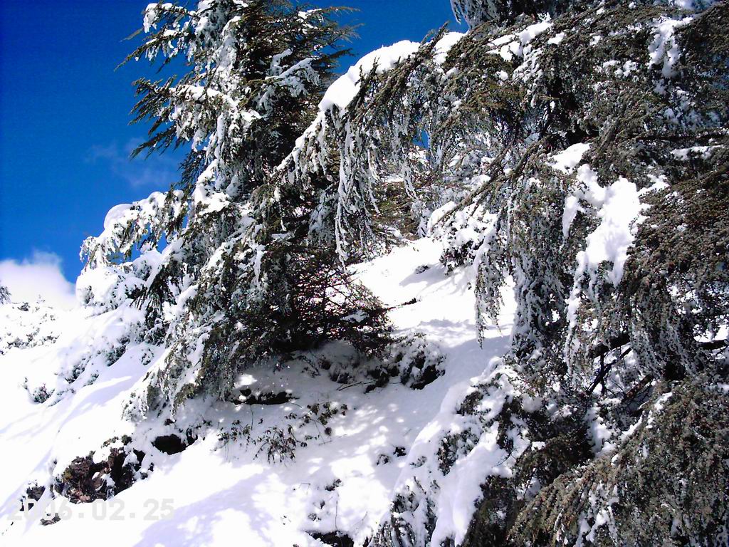 Fonds d'cran Nature Saisons - Hiver La montagne de chreaa (algerie)