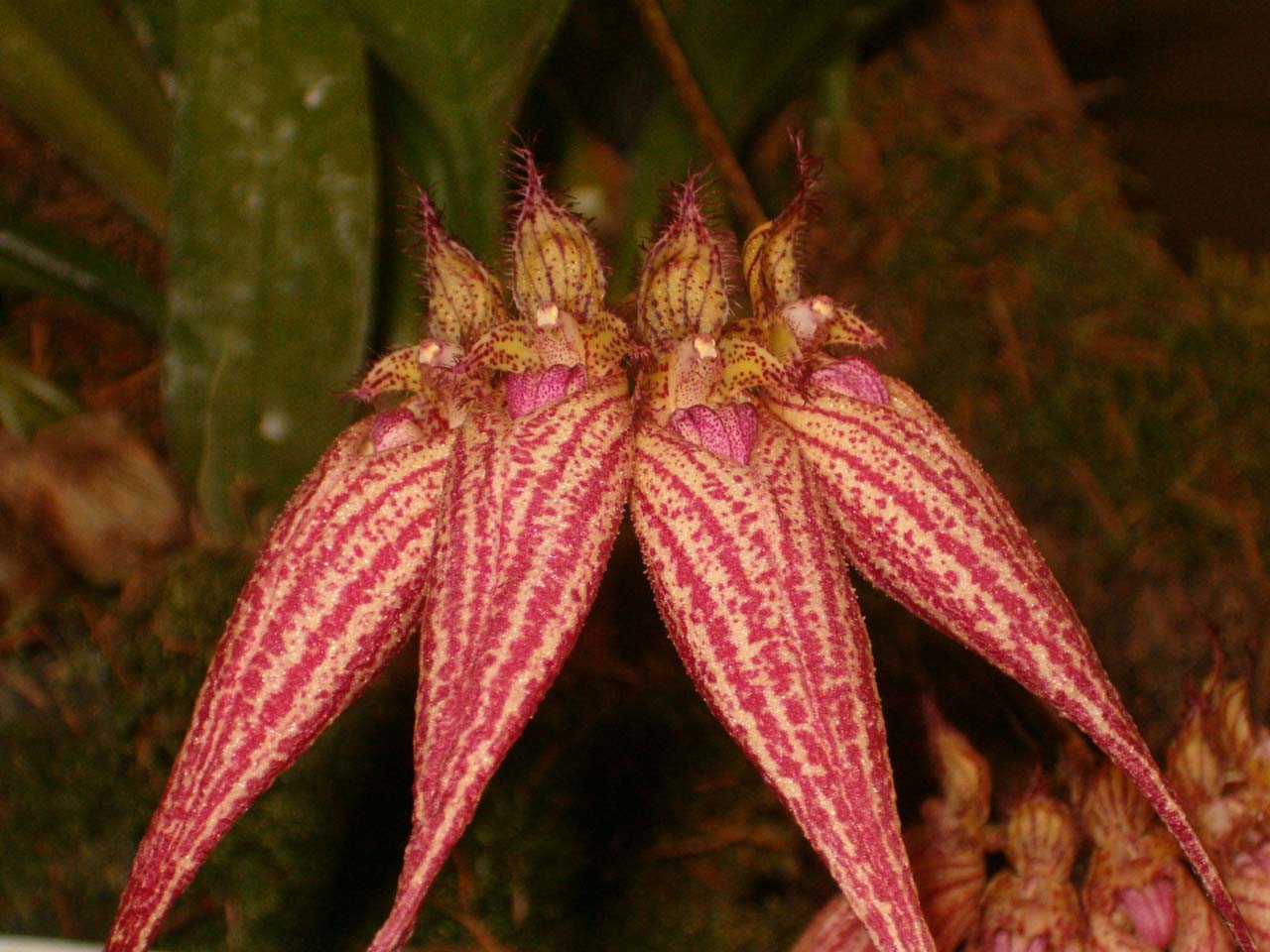 Fonds d'cran Nature Fleurs orchide