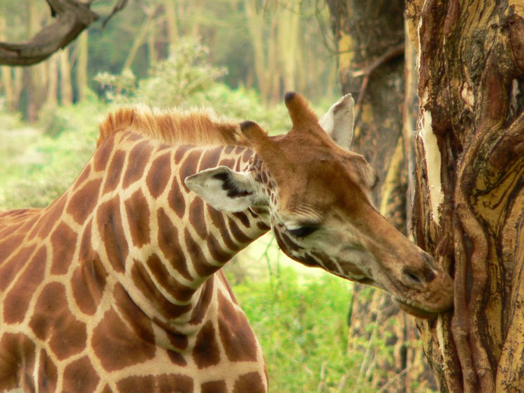 Wallpapers Animals Giraffes a table