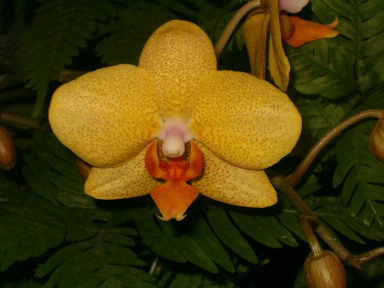 Fonds d'cran Nature Fleurs orchide