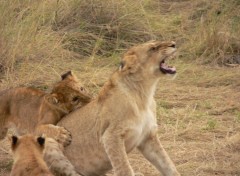 Fonds d'cran Animaux bagare entre frere