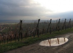 Fonds d'cran Nature VIGNOBLE DE BARR