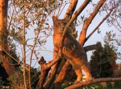 Fonds d'cran Animaux Ma minette acrobate