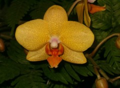 Fonds d'cran Nature orchide