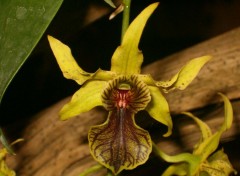 Fonds d'cran Nature orchide