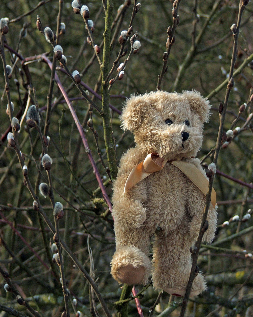 Fonds d'cran Objets Peluches Petit Ours et le printemps...