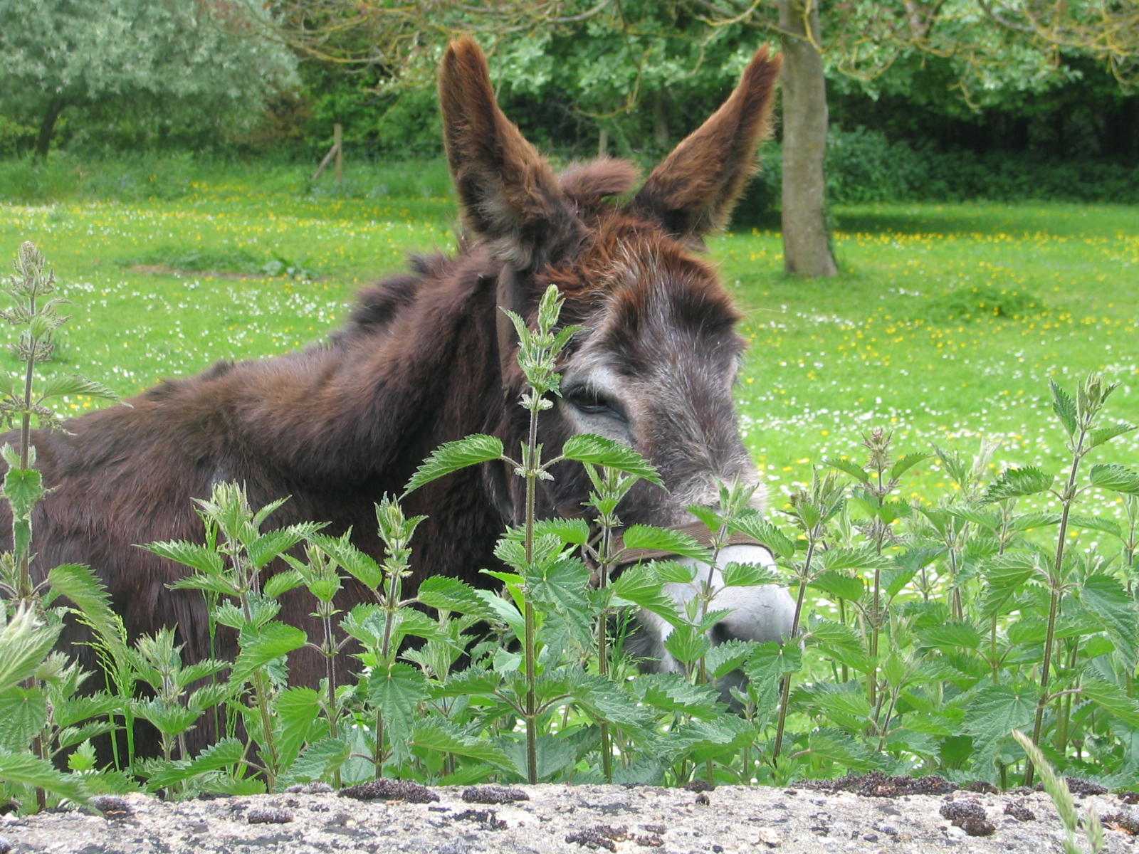 Wallpapers Animals Donkeys campagne anglaise