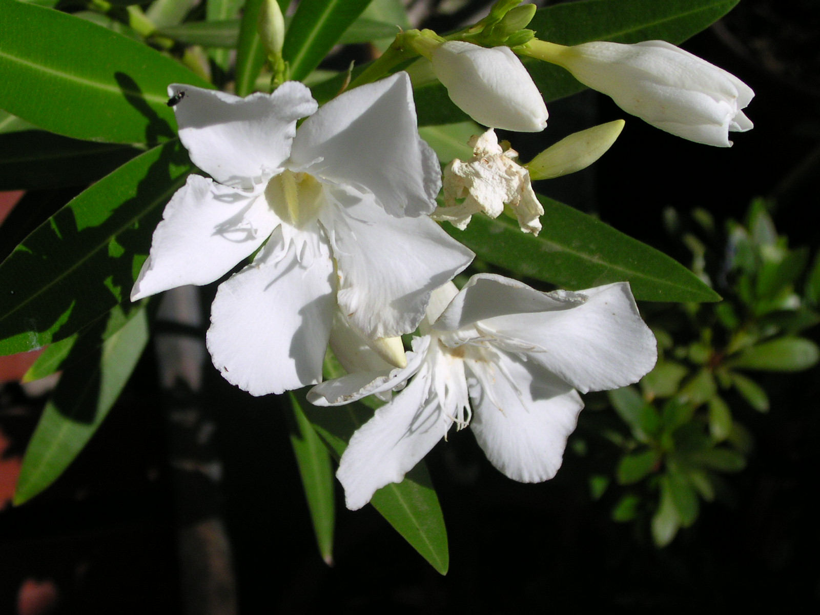 Fonds d'cran Nature Fleurs 