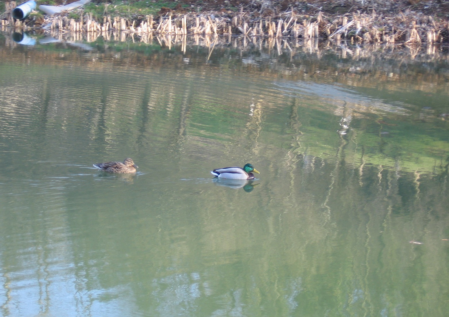 Fonds d'cran Animaux Oiseaux - Canards Couple de Col-vert ...