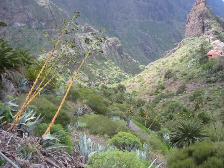 Fonds d'cran Voyages : Afrique Les Canaries Valle de Masca (Tenerife) 1