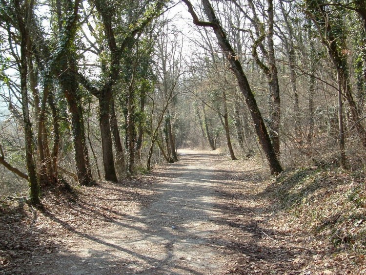 Fonds d'cran Nature Arbres - Forts sous bois