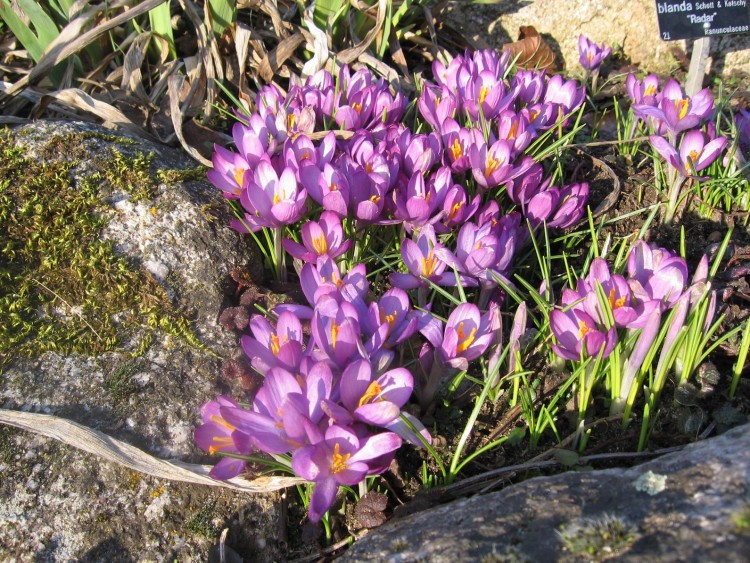 Fonds d'cran Nature Fleurs Crocus mauve ... enfin en Lorraine ;-)