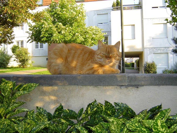 Fonds d'cran Animaux Chats - Chatons Garfield fte ses 10 ans aujourd'hui ^_^