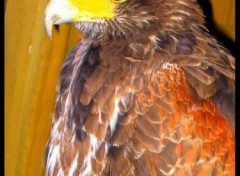 Fonds d'cran Animaux dmonstration au chateau de Bouillon