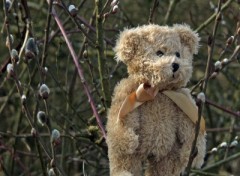 Fonds d'cran Objets Petit Ours et le printemps...