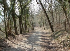 Fonds d'cran Nature sous bois