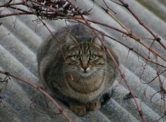 Fonds d'cran Animaux Image sans titre N132101