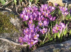 Fonds d'cran Nature Crocus mauve ... enfin en Lorraine ;-)