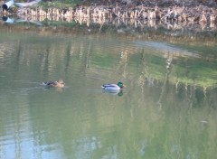 Fonds d'cran Animaux Couple de Col-vert ...