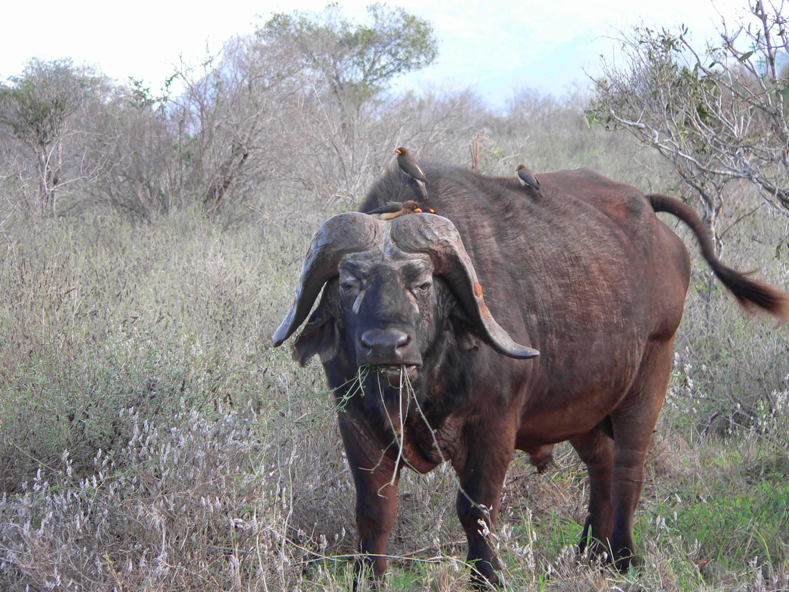 Wallpapers Animals Buffalo la force tranquile