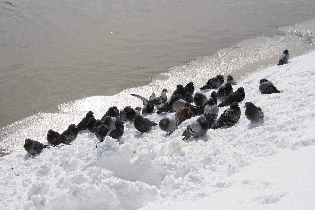 Fonds d'cran Animaux Oiseaux - Pigeons et Tourterelles 