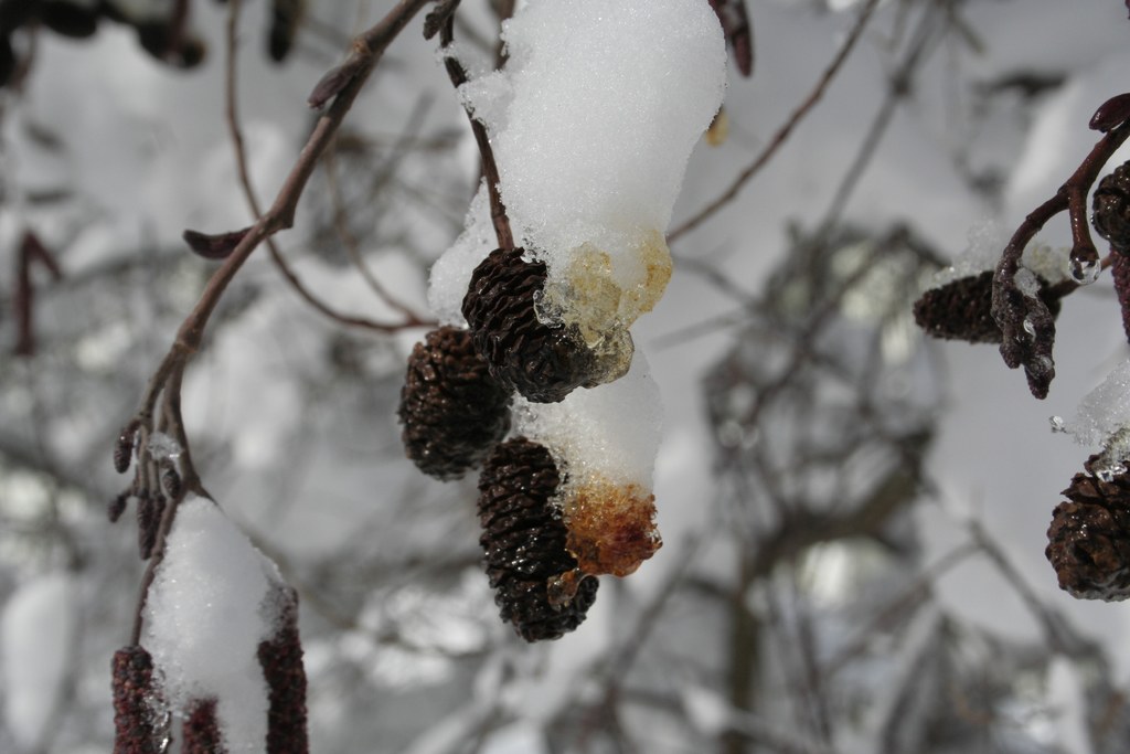 Wallpapers Nature Saisons - Winter 