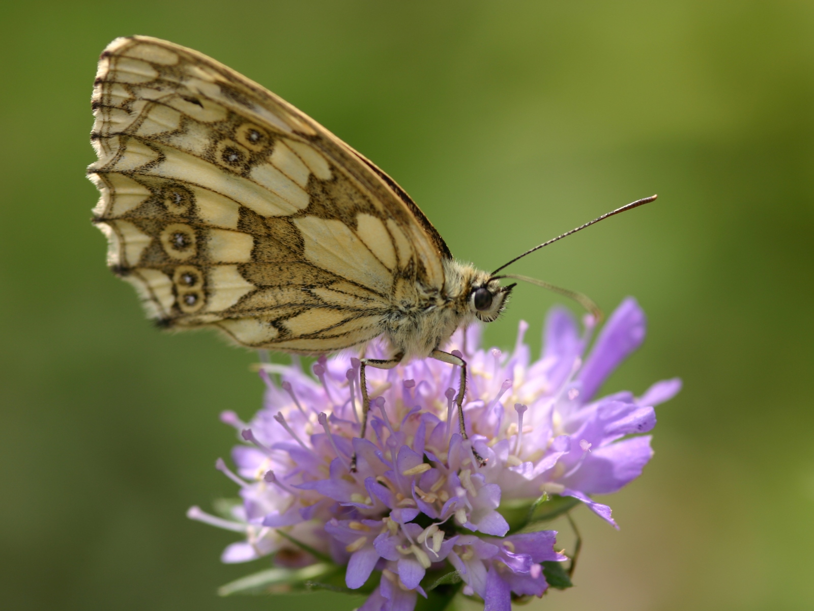 Wallpapers Animals Insects - Butterflies 