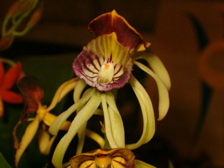 Fonds d'cran Nature Fleurs orchide