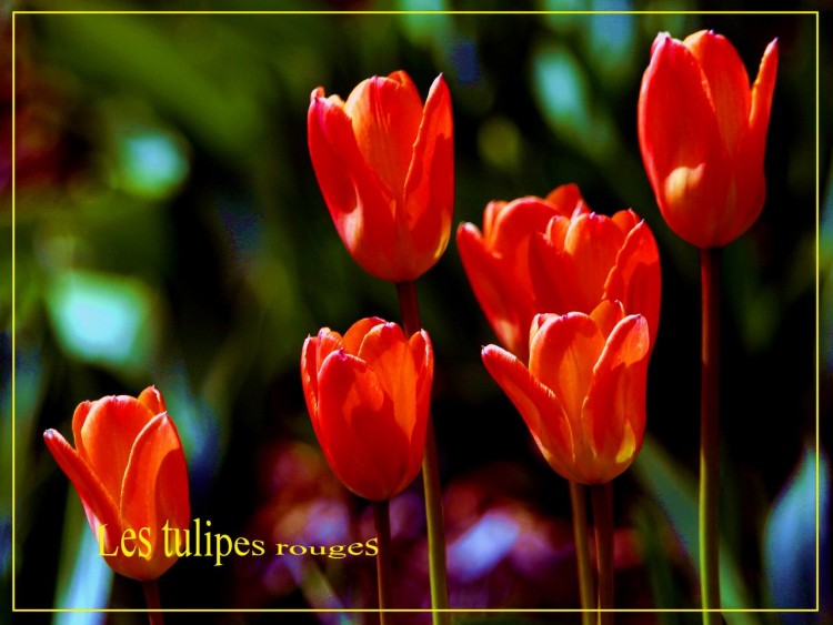 Fonds d'cran Nature Fleurs Les tulipes rouges