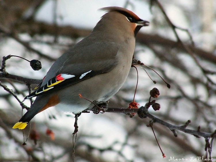 Wallpapers Animals Birds - Misc Jaseur Boral