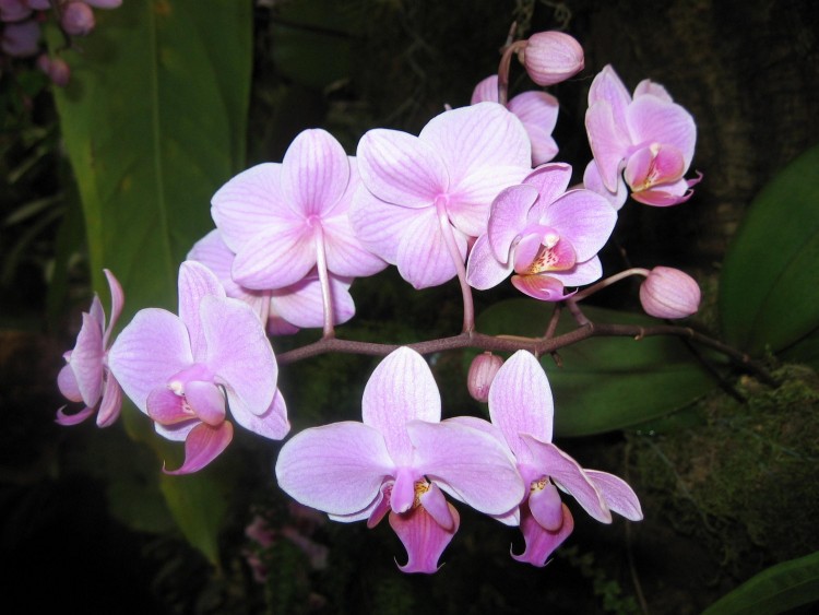 Fonds d'cran Nature Fleurs Orchides