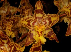 Fonds d'cran Nature orchide