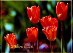 Fonds d'cran Nature Les tulipes rouges
