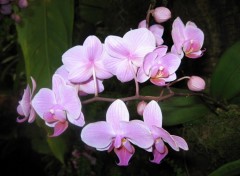 Fonds d'cran Nature Orchides