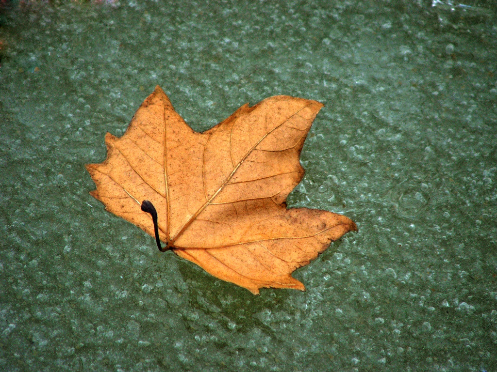 Fonds d'cran Nature Feuilles - Feuillages Saison du gel