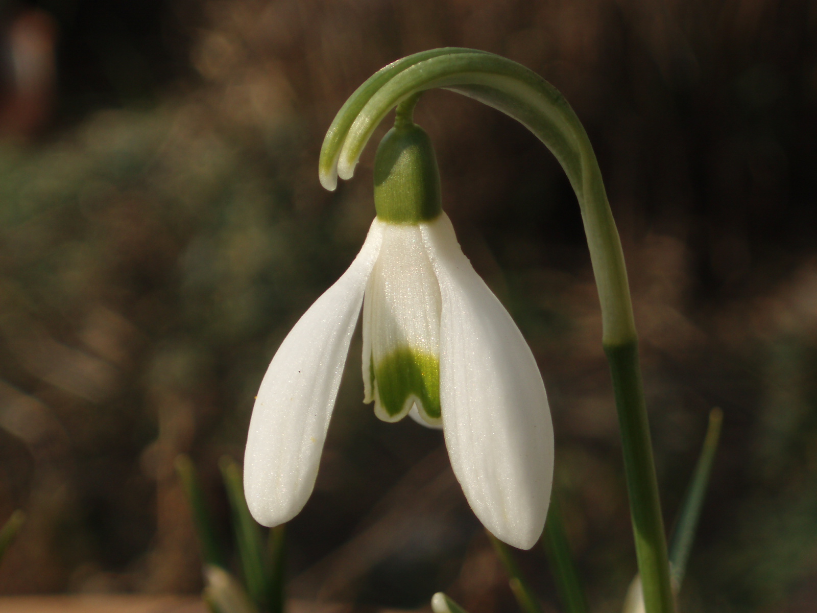 Fonds d'cran Nature Fleurs Perce neige