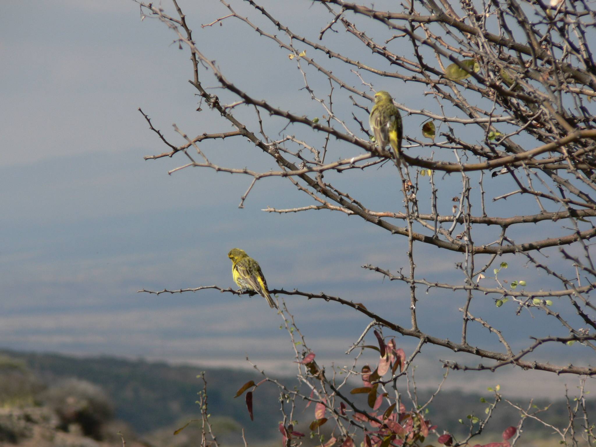 Wallpapers Animals Birds - Misc ils attendent la pousse des feuilles